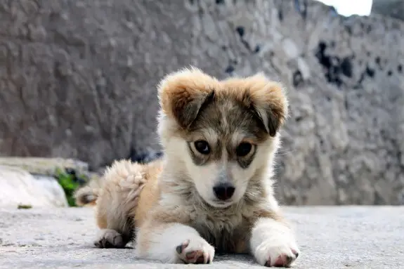 "Und sie hat einen Hund. Natürlich - Anti-Gamergater haben immer einen Hund. Glaubt ihr kein Wort!"