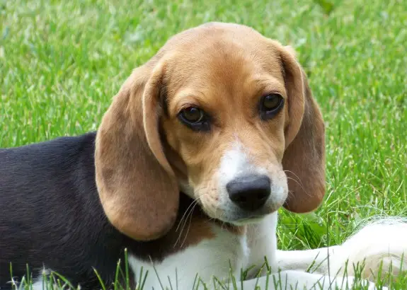 Und mit den Gefühlen von diesem süßen Hund, ihr Monster.